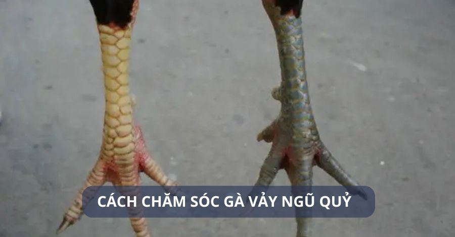 Hướng dẫn cách chăm sóc gà vảy ngũ quỷ đúng cách