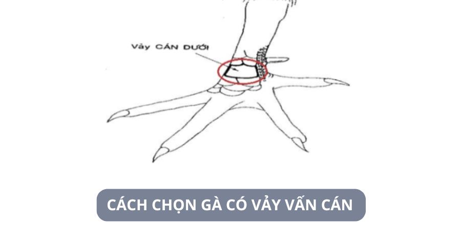 Cách lựa chọn những con có vảy gà vấn cán chất lượng