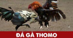 Tìm hiểu đá gà Thomo