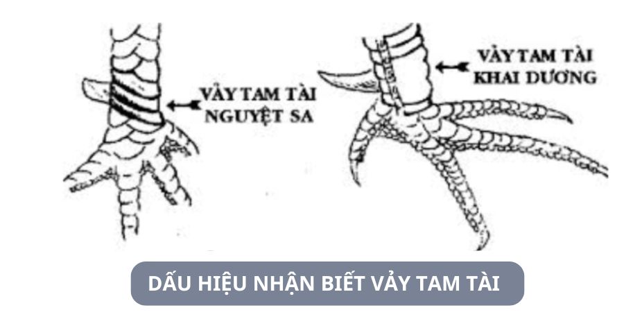 Dấu hiệu nhận biết vảy gà tam tài