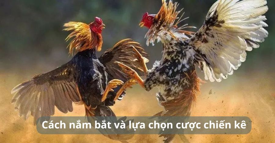 Cách nắm bắt và lựa chọn cược chiến kê cho thành viên mới