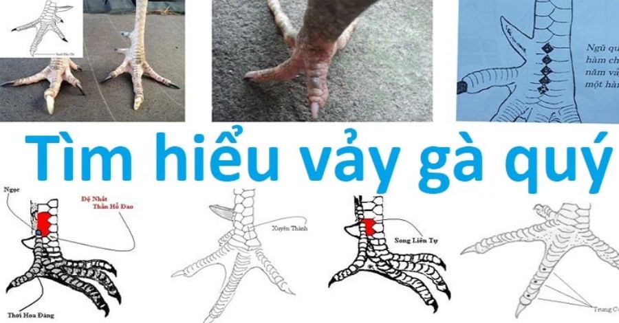 Tìm hiểu thông tin về thần kê vảy gà quý là gì?