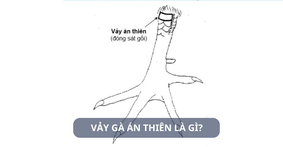 Tìm hiểu vảy gà án thiên là gì?