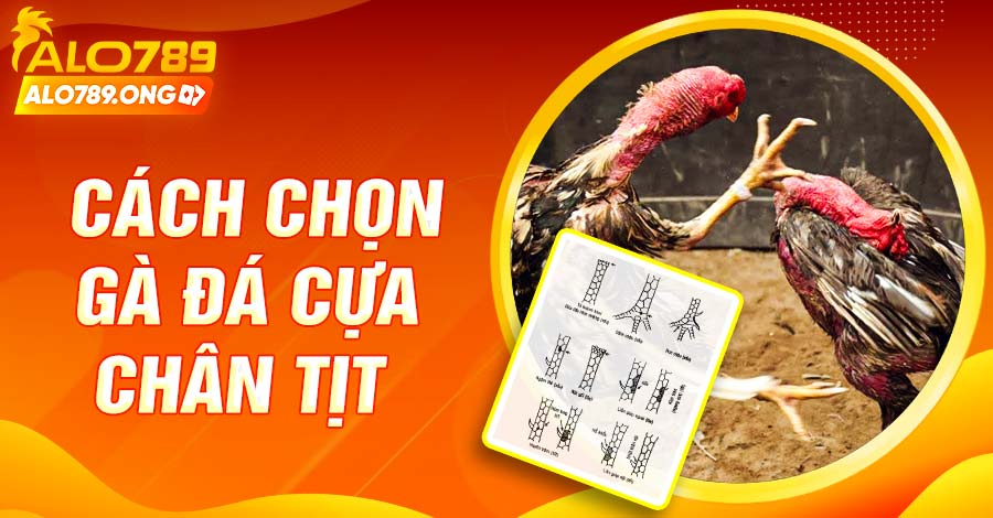 Cách Chọn Gà Đá Cựa Chân Tịt