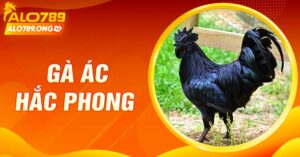 Gà Ác Hắc Phong