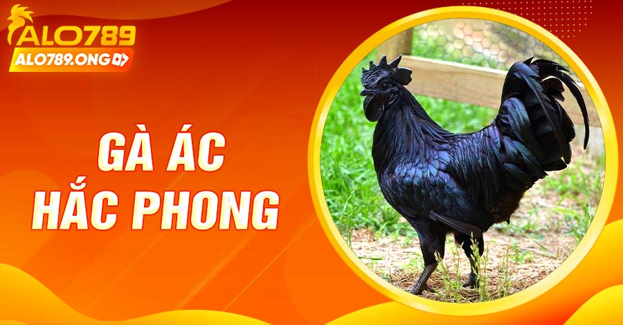 Gà Ác Hắc Phong