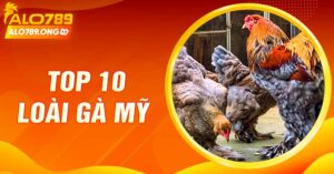 Top 10 Loài Gà Mỹ Nổi Bật Nhất Trên Thị Trường Hiện Nay