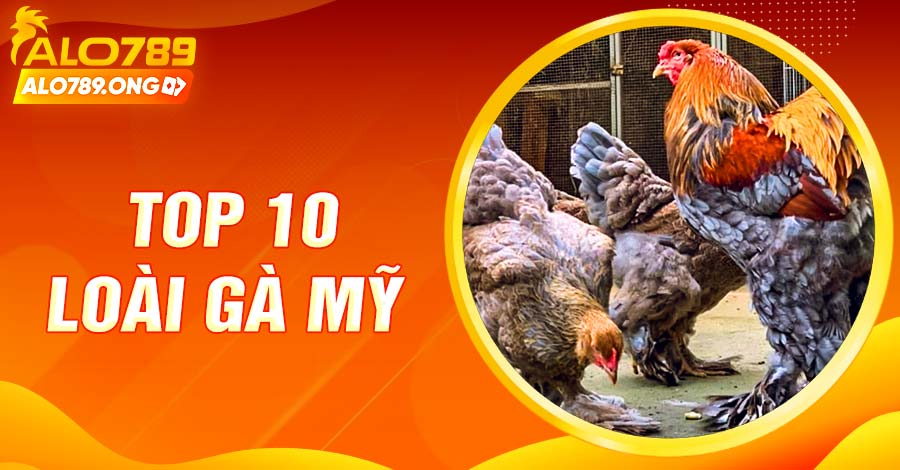 Top 10 Loài Gà Mỹ Nổi Bật Nhất Trên Thị Trường Hiện Nay