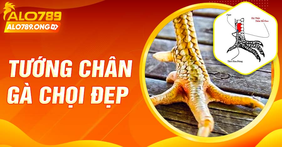 Tướng Chân Gà Chọi Đẹp