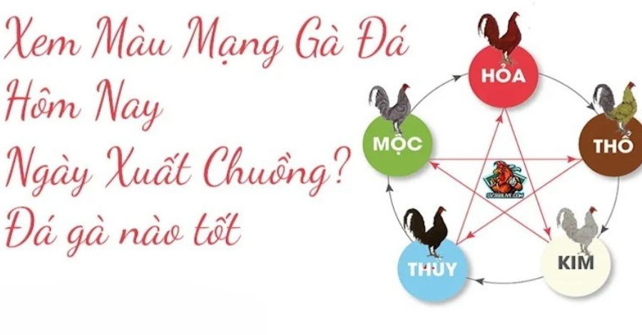 Hướng dẫn cách xem màu mạng gà hiệu quả nhất theo ngũ hành