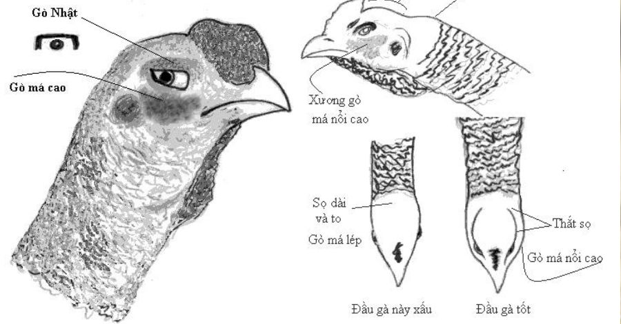 Cách xem tướng gà qua các đặc điểm của đầu gà